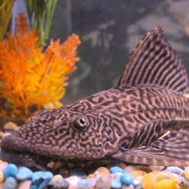 IKAN HIAS IKAN SAPU SAPU BLACK PEMBERSIH LUMUT AQUARIUM