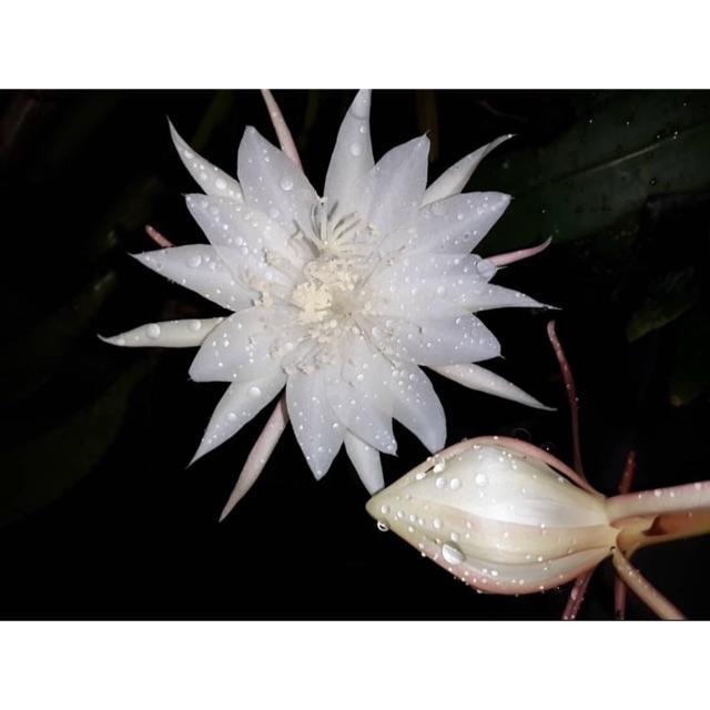 Bibit tanaman wijaya kusuma putih besar