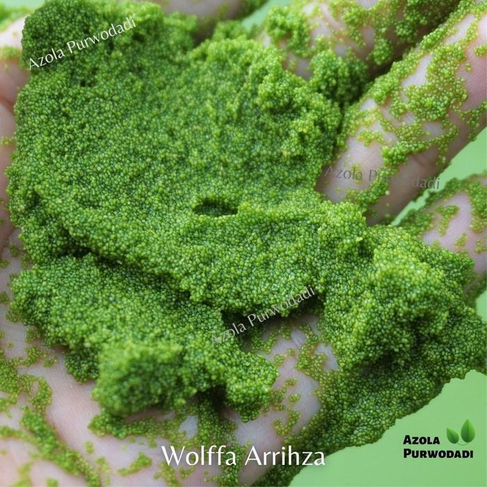 Zico Stored Azolla 300 Gram + Wolffia 200 Gram + Pupuk Organik Azolla 500 Gram