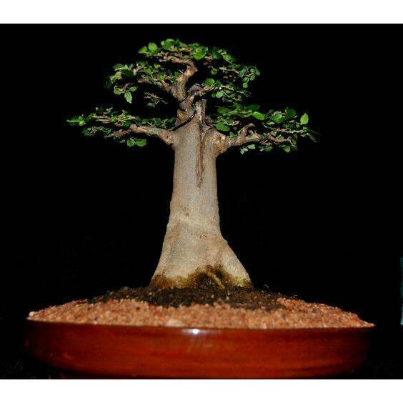 Benih / Bibit / Biji - Adansonia (Baobab) Digitata for Bonsai - IMPORT