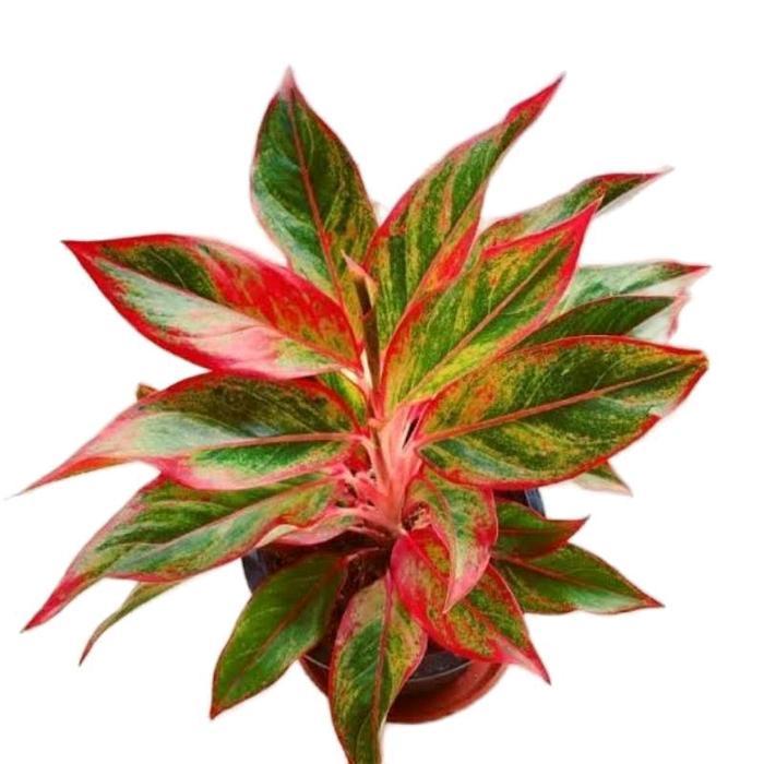 "New" paket 3 aglonema tanamanhias aglonema -aglonema rotundum aceh - aglonema lipstik merah aurora