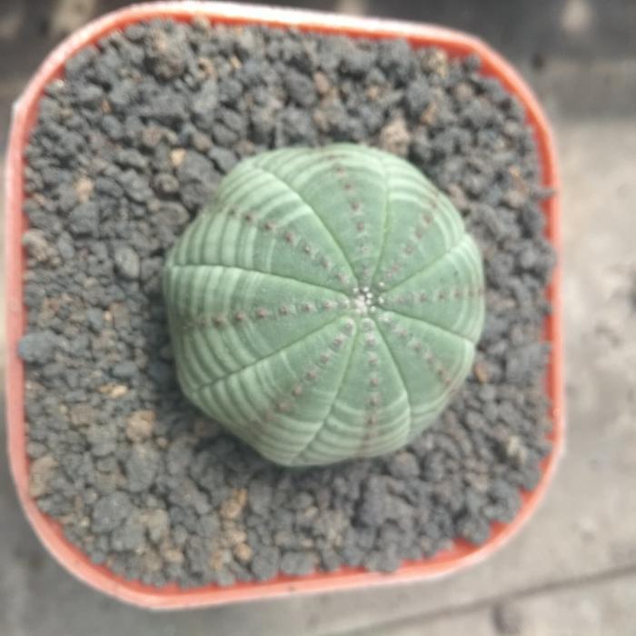 kaktus sekulen euphorbia obesa