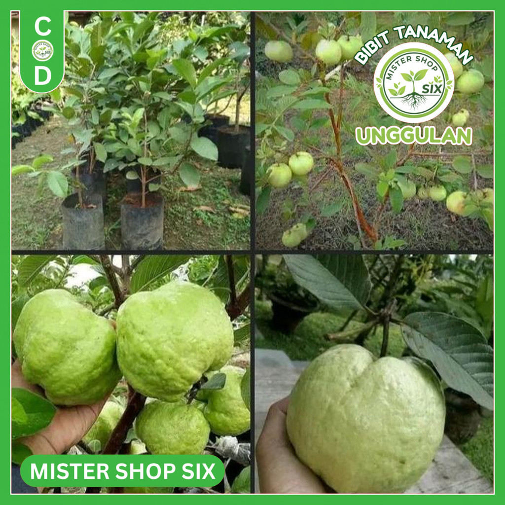 BIBIT TANAMAN JAMBU KRISTAL PUTIH TANPA BIJI CANGKOK POHON JAMBU KRISTAL GRATIS ONGKIR