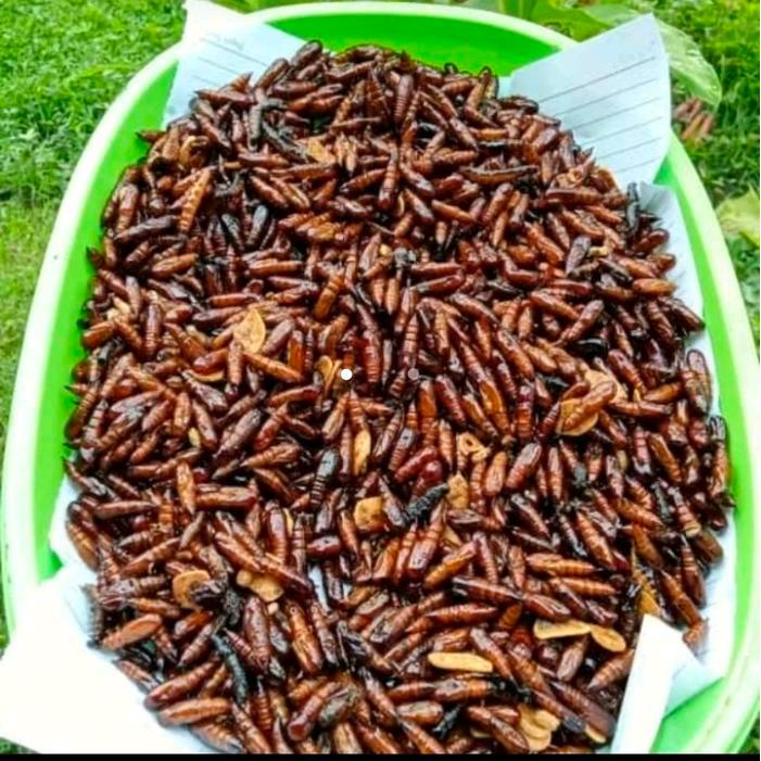 (DISKON 50%) ENTUNG JATI UNGKRUNG JATI KEPOMPONG JATI GORENG GURIH - STREET FOOD ID