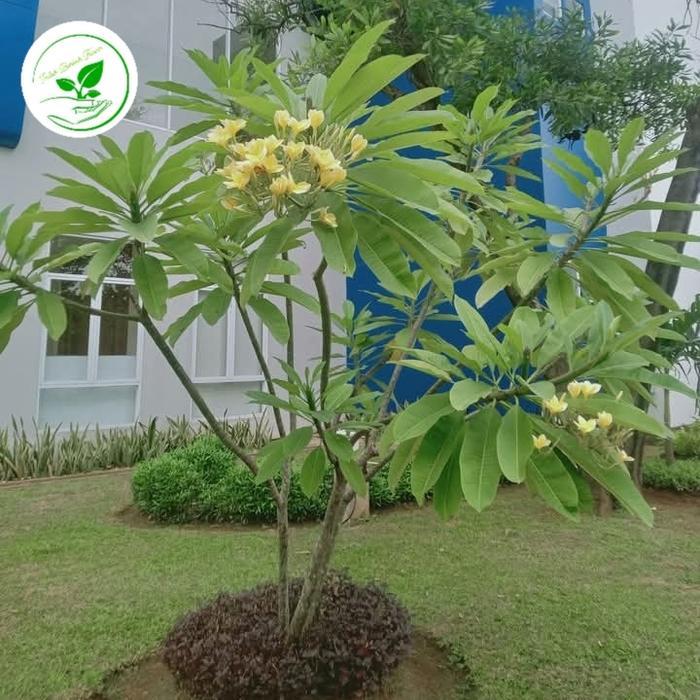 tanaman kamboja bali tinggi 100cm