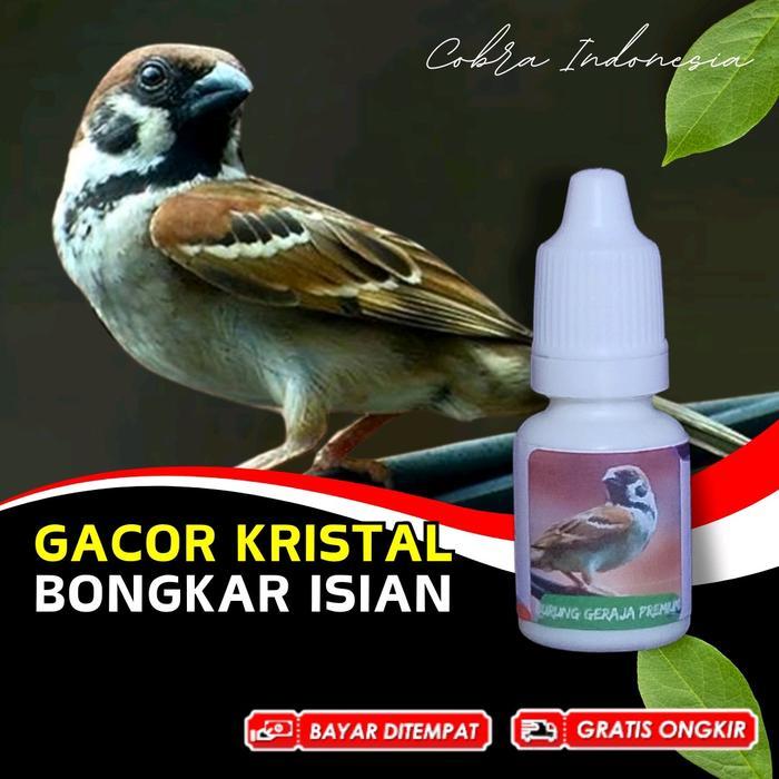 Vitamin Burung Gereja Tarung Fighter