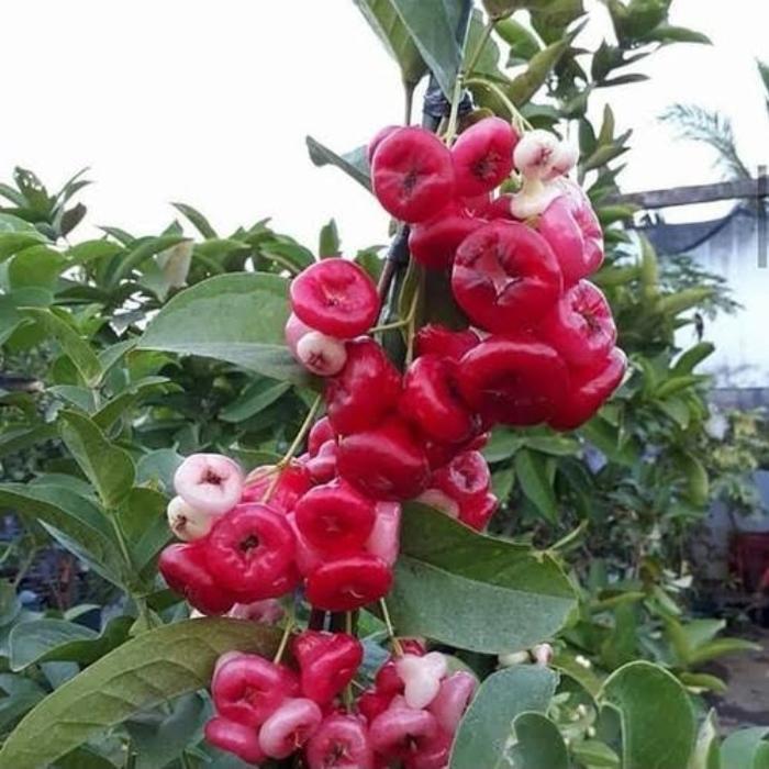 Pohon jambu air kancing merah besar, tanaman buah jambu air kancing Gratis Ongkir