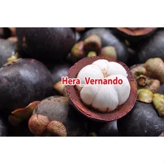 Bibit Manggis Tanpa Biji Unggul