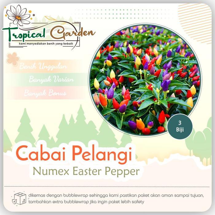 Benih Cabai Pelangi Bibit Cabai Pelangi Biji Cabai Import