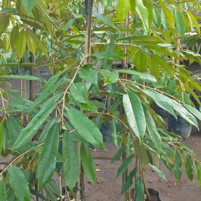 bibit unggul durian musangking,bawor,duri hitam kaki 3 gratis packing kayu