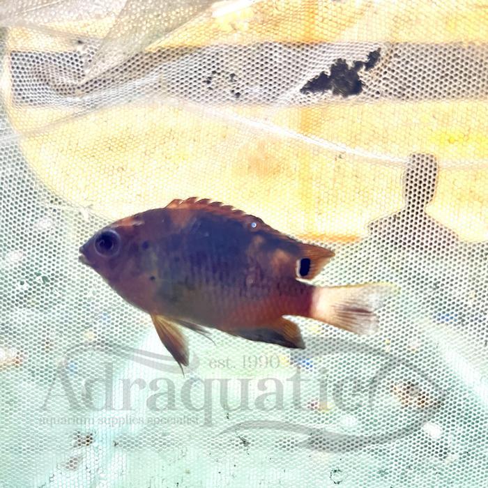 Sale Terlaris Ikan Hias Air Laut Betok Merah