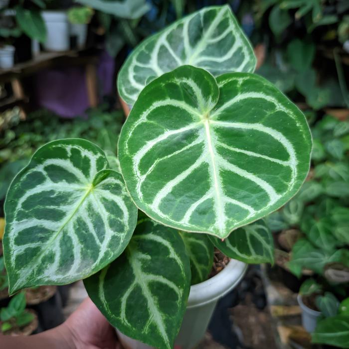 Anthurium Kuping gajah Dorayaki ORIGINAL