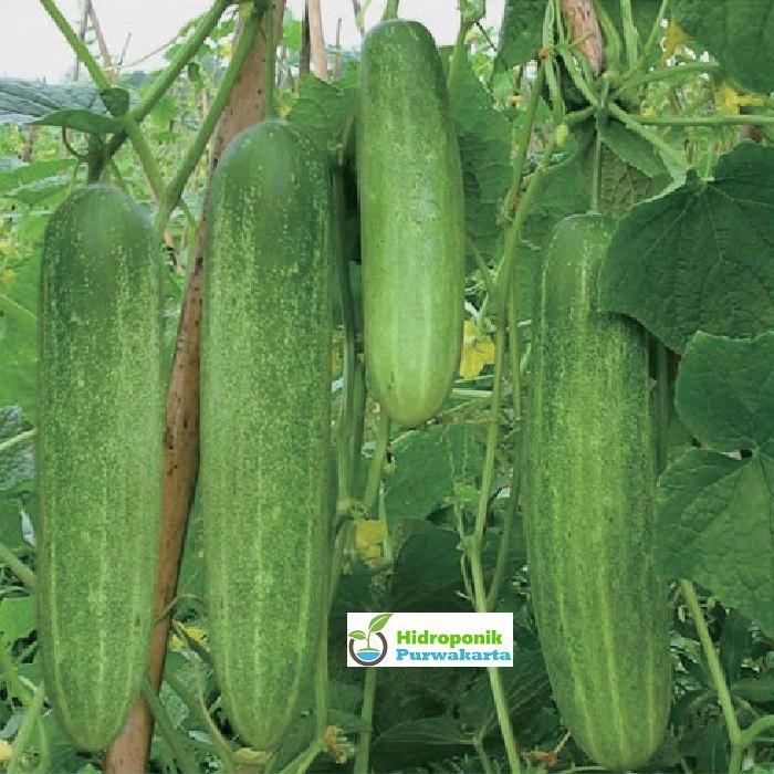"New" Benih Timun Mentimun Ketimun Amanda Cap Mutiara Bumi Tipe Putih Kehijauan Isi 400 Butir