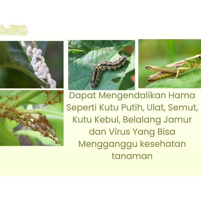BEORGANIK PEMBASMI HAMA TANAMAN, ORGANIK, PESTISIDA, UNTUK ULAT KUTU PUTIH HAMA DAUN SEMUT JAMUR,