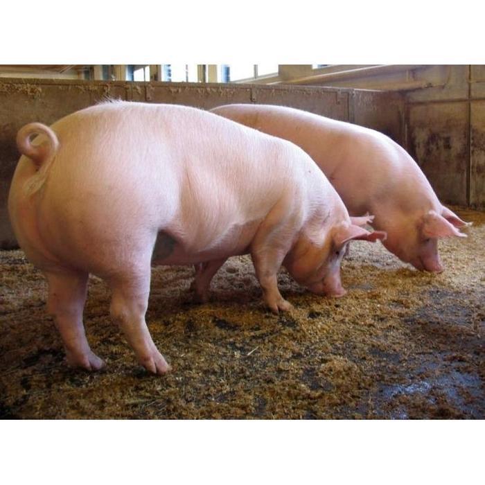 Vitamin Babi Cepat Besar / Vitamin Babi Biar Cepat Besar / Vitamin Babi Cepat Gemuk / Obat Vitamin