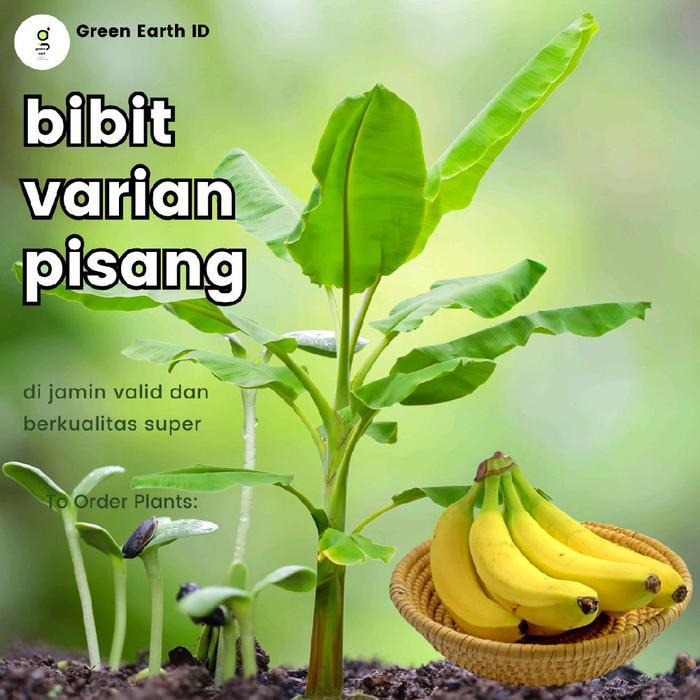 BIBIT TANAMAN VARIAN PISANG ARTIFICIAL
