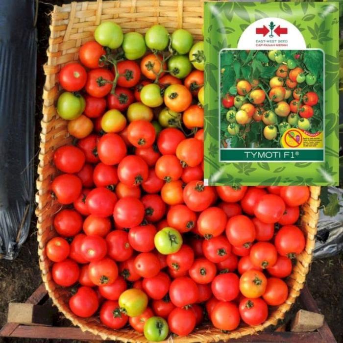 25 Biji Tomat Tymoti F1 Benih Tomat Benih Tomat Sayur Benih Sayuran