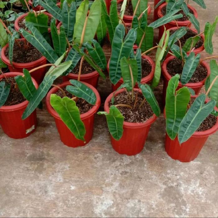 Philodendron Kabel Busi Ori / Philodendron Billietiae Original