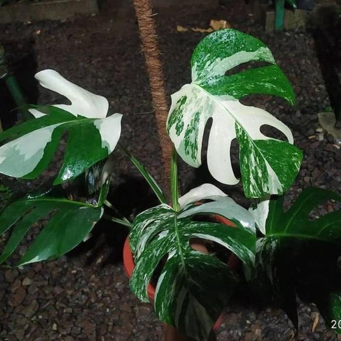 Bonggol bibit monstera albo varigata