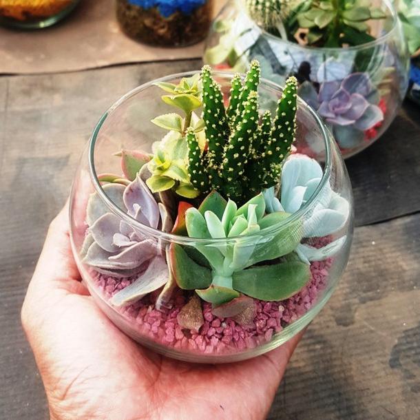 Terarium Kaktus Sukulen Gelas Kaca Paket Lengkap Tanaman Hias Hidup