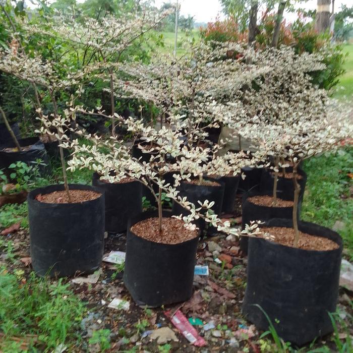 Tanaman Pohon ketapang kencana varigata