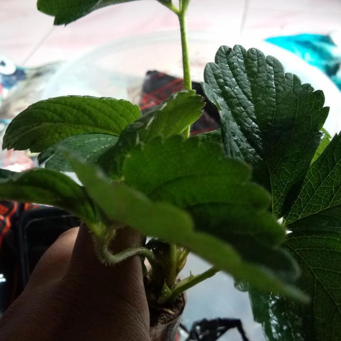 "New" Bibit Strawberry SAGAHONOKA