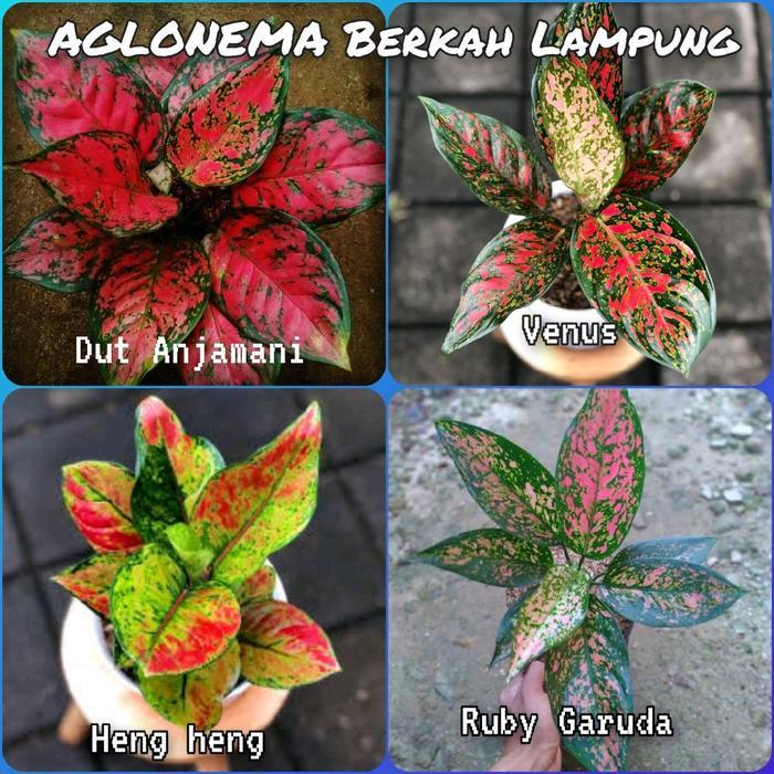 ORIGINAL paket aglonema 4 jenis Cantik sesuai gambar Bunga READY STOCK