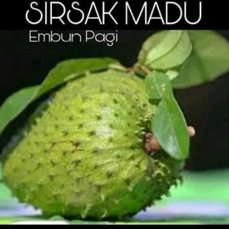 Bibit Tanaman Buah Sirsak Madu / Sirsak Madu Jumbo ATV