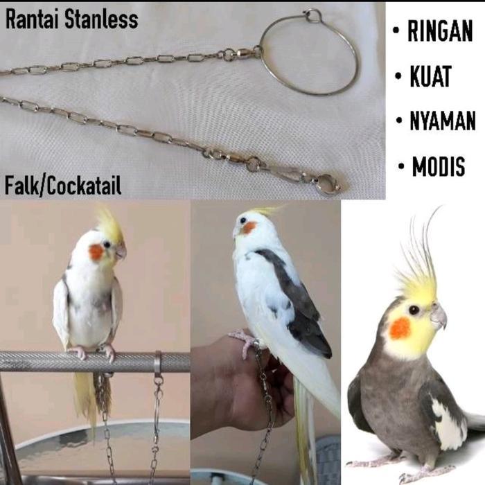 Rantai Falk Cockatiel Bahan Stainless Steel