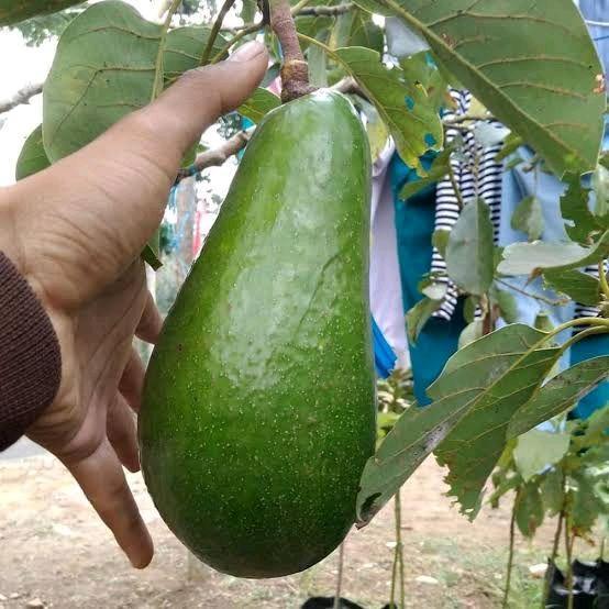 Benih Bibit Tanaman Alpukat Aligator Ketinggian 90-1 Meter Up Stek Okulasi - Aligator
