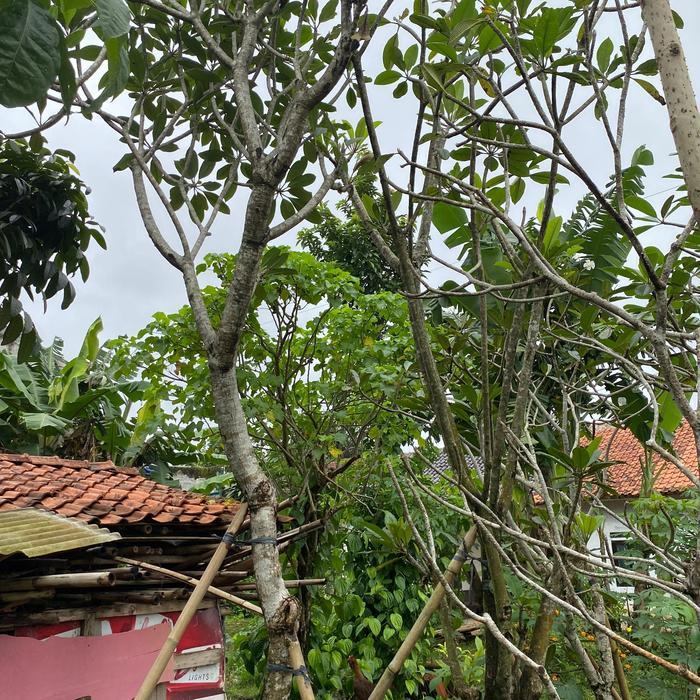 POHON KAMBOJA FOSIL - POHON FOSIL KAMBOJA