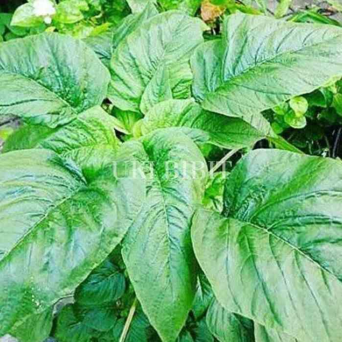 Serasiinspace ( 10 Gram ) Benih Biji Bayam Petik Bayam Kakap Bayam Daun Lebar