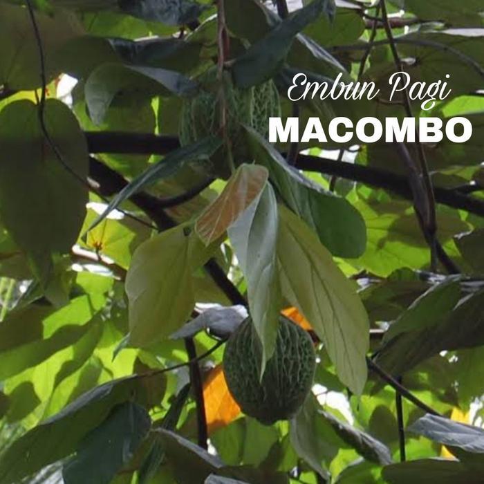 Bibit Buah Macombo Perpaduan Rasa Durian Langka