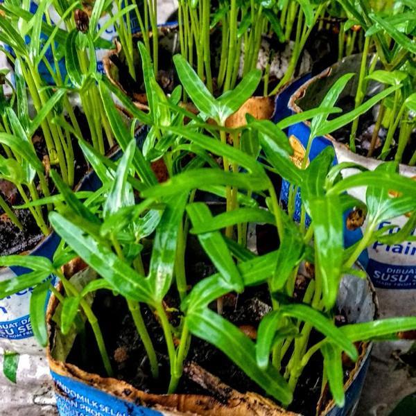 BENIH BIBIT KANGKUNG HIDROPONIK - TRADITIONAL