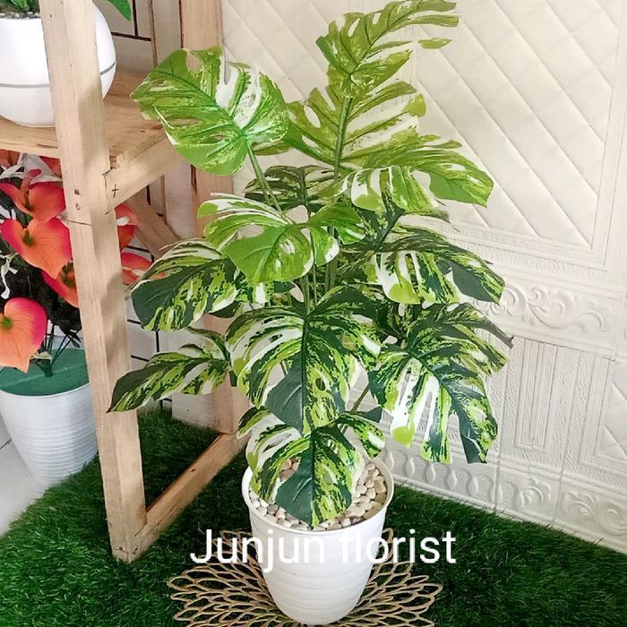tanaman hias plastik monstera variegata pot bee
