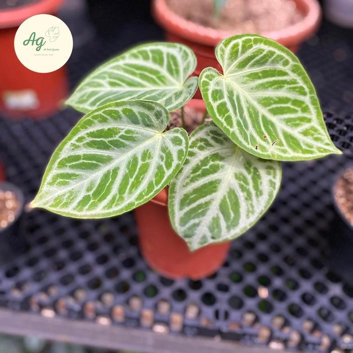 Stok Baru anthurium silver tiger