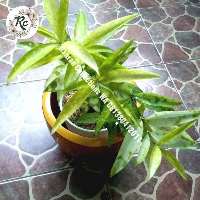 Bibit Tanaman Hias Bambu Kuning Mini PLUS POT