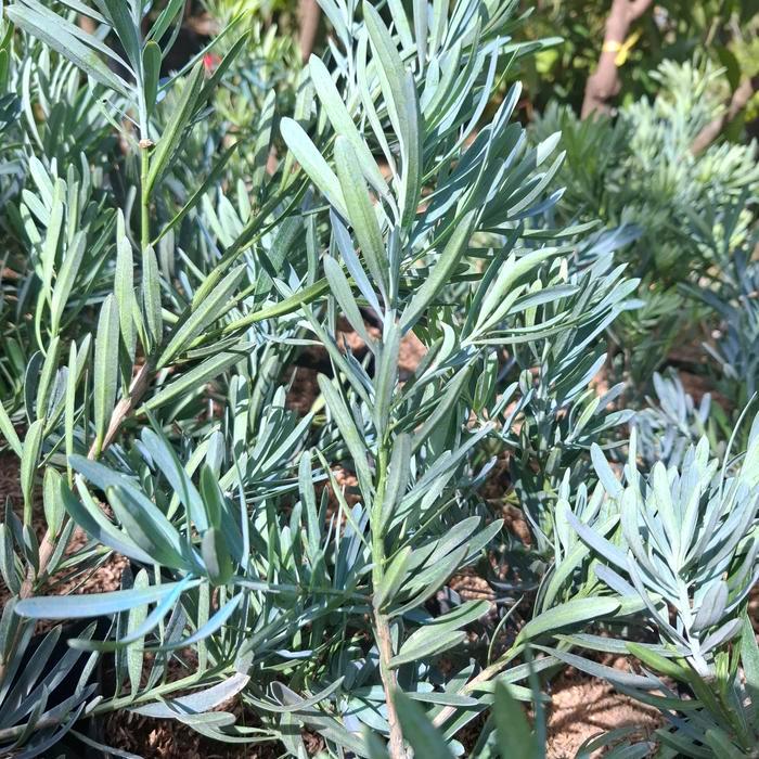 ASLI Taan Lohansung Blue Ice (Import) SEDANG / Lohansung / Lohansung Biru / Podocaus Macrophyllus /