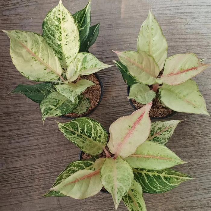 Tanaman hias aglonema frozen - Aglonema frozen Gratis Ongkir