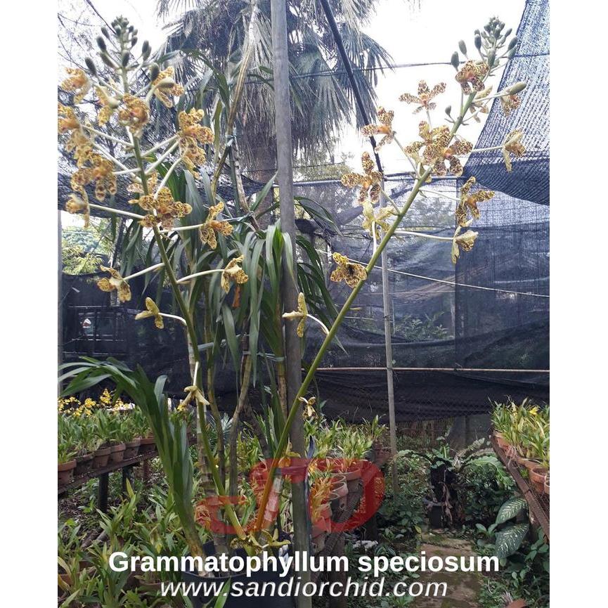 Grammatophyllum speciosum var. Papua Gratis Ongkir