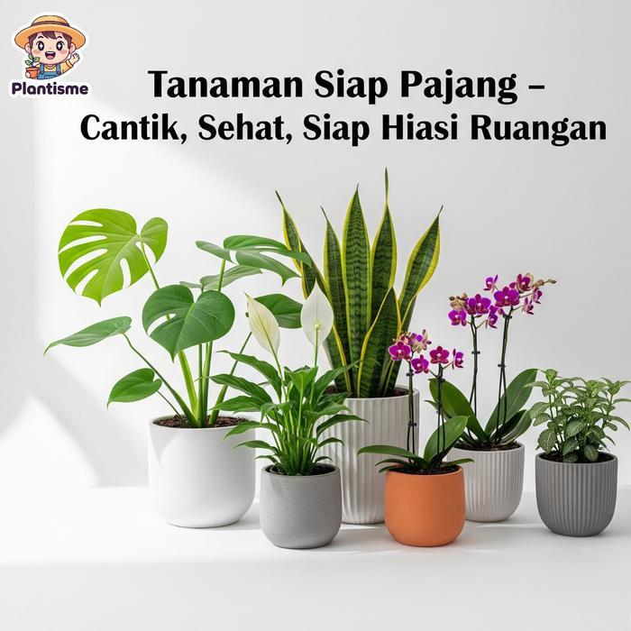 Perlengkapan Berkebun Semprotan Pompa Desinfektan Kyokan Pressure Sprayer 2 Liter Alat Semprot Air