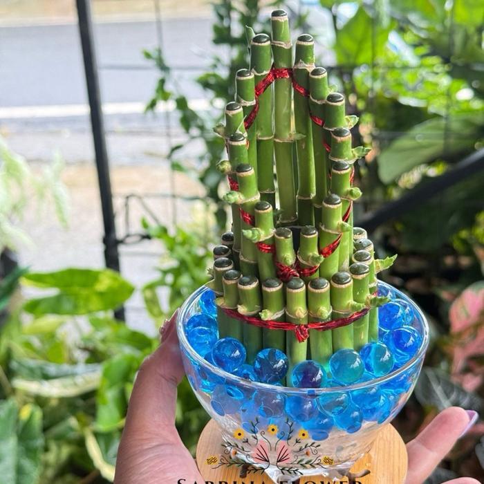 Serasiinspace Paket Bambu Hoki/Lucky Bamboo Dg Vas Kaca&Bubble+Tatakan