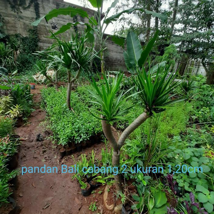 Tanaman Hias Pandan Bali Cabang 2 //Pohon Pandan Bali