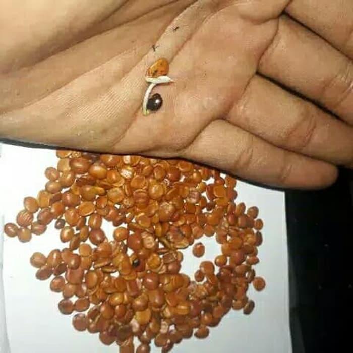 Benih Daun Bidara Bibit Tanaman Bidara