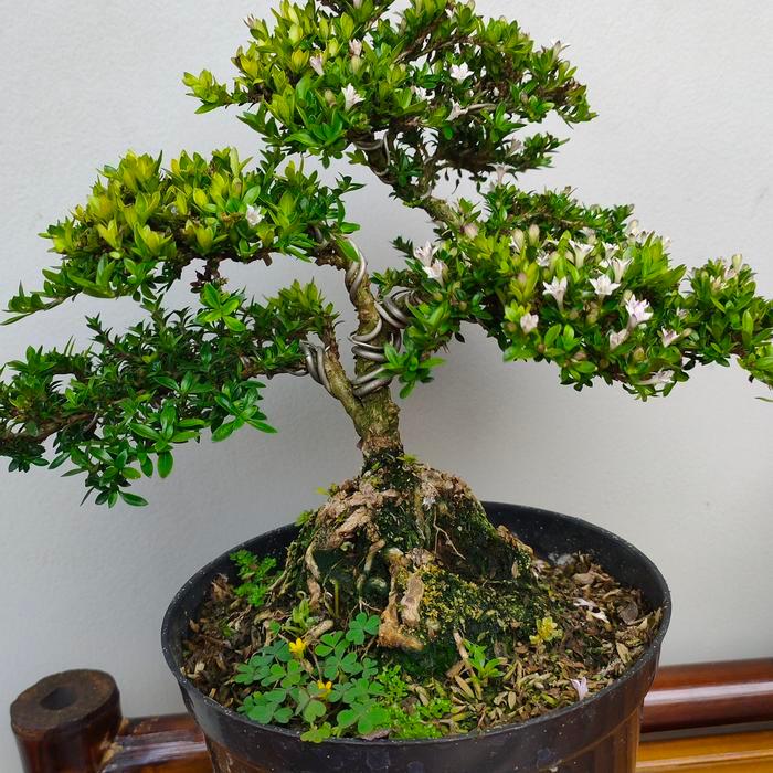 Bonsai Small Seribu Bintang Super Micro Size Besar Sudah Berkarakter Dan Siap Pajang Terjamin