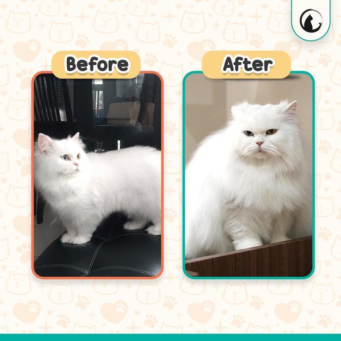 OLIVE CARE VITAMIN KUCING BULU LEBAT PANJANG CEGAH JAMUR & BULU RONTOK