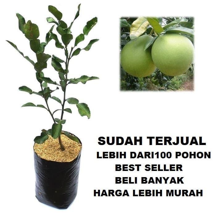 "New" Bibit Jeruk Bali Manis Jumbo Pohon Jeruk Bali