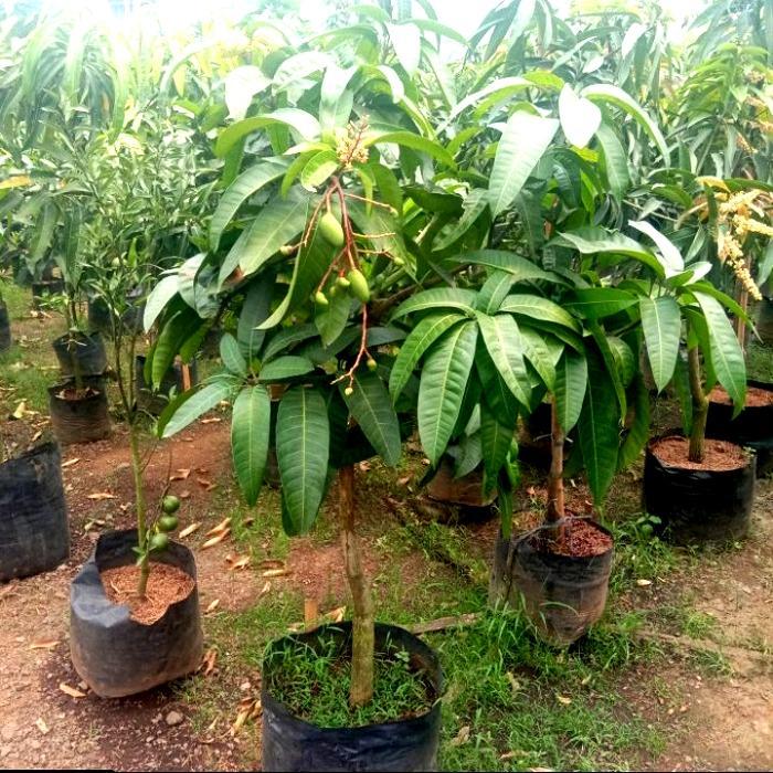Bibit buah mangga cengkir Indramayu berbuah/berbunga