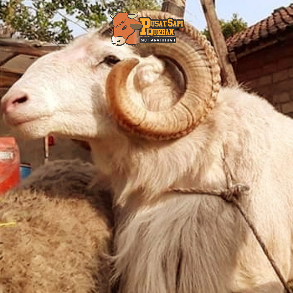 DOMBA JANTAN TANDUK QURBAN - Mutiara Hijrah Farm
