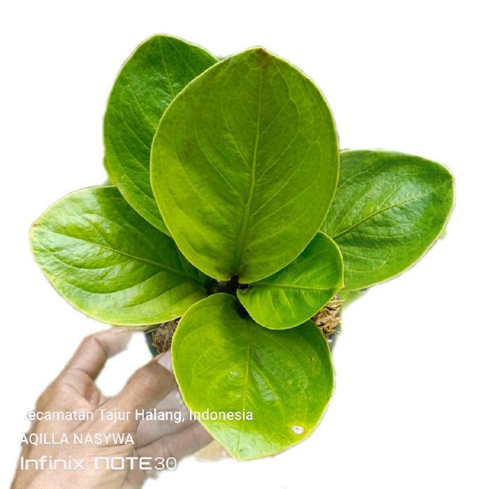 ASLI taan s anthurium mangkok grandpa - taan jemani mangkok grandpa ginal READY STOCK